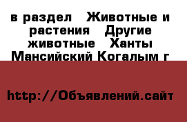  в раздел : Животные и растения » Другие животные . Ханты-Мансийский,Когалым г.